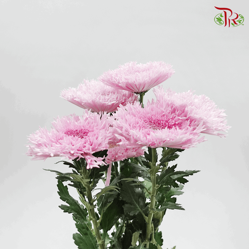 Chrysanthemum Etrusko / Teddy - Pink (6 Stems)-Pink-Malaysia-prflorist.com.my