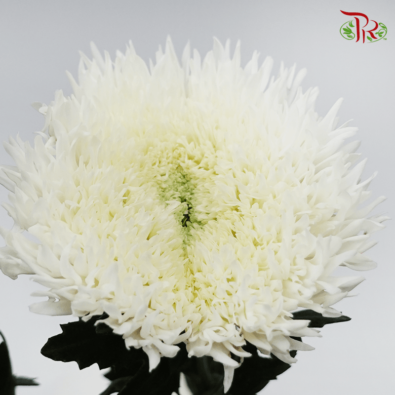 Chrysanthemum Etrusko / Teddy White - (Per Bunch)-White-China-prflorist.com.my