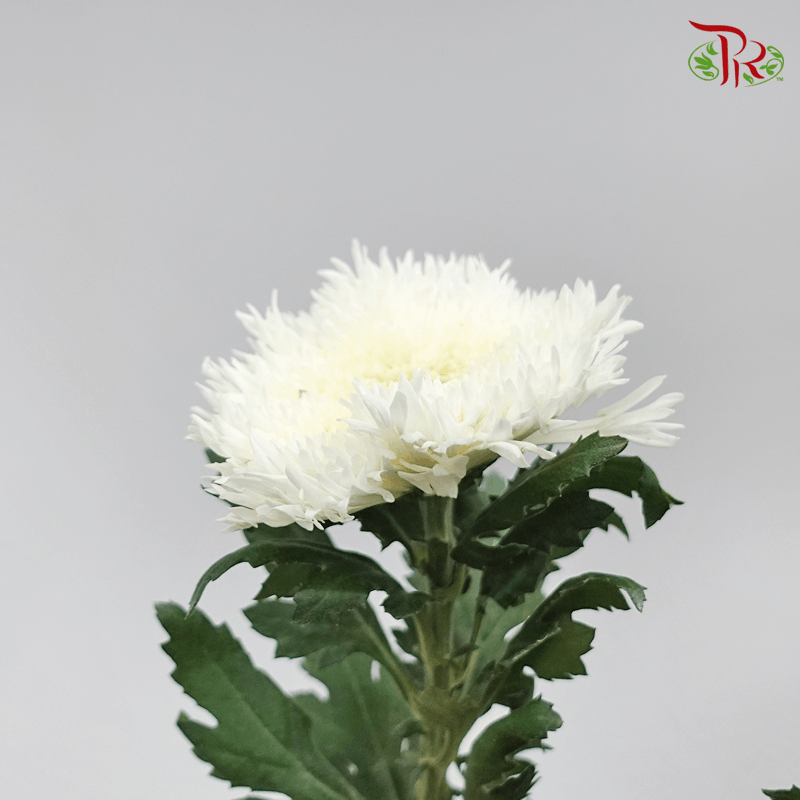 Chrysanthemum Etrusko / Teddy White - (Per Bunch)-White-China-prflorist.com.my