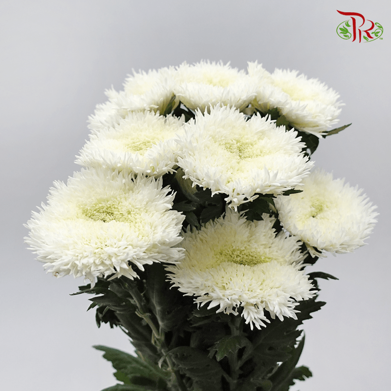 Chrysanthemum Etrusko / Teddy White - (Per Bunch)-White-China-prflorist.com.my