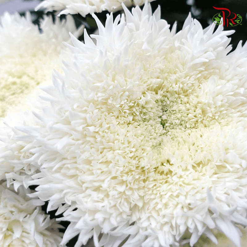 Chrysanthemum Etrusko / Teddy White - (Per Bunch)-White-China-prflorist.com.my