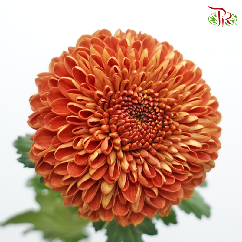 Chrysanthemum Ping Pong - Brown (12 Stems)-Brown-Malaysia-prflorist.com.my