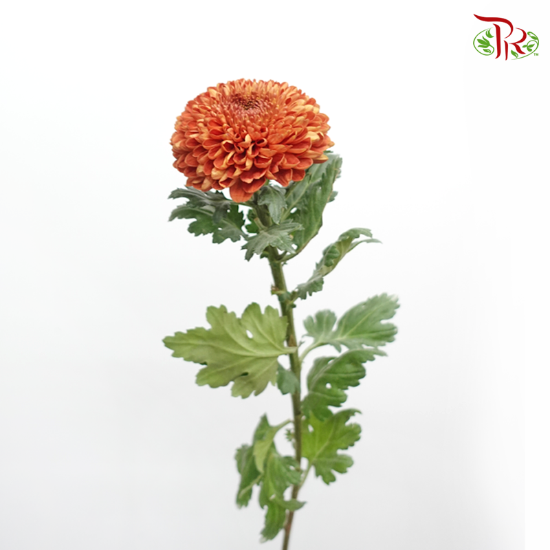 Chrysanthemum Ping Pong - Brown (12 Stems)-Brown-Malaysia-prflorist.com.my