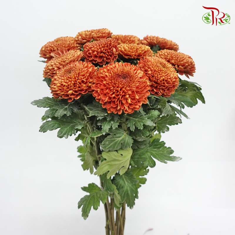 Chrysanthemum Ping Pong - Brown (12 Stems)-Brown-Malaysia-prflorist.com.my
