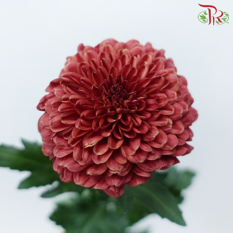 Chrysanthemum Ping Pong Disbud - Dark Red (10 Stems)-Red-China-prflorist.com.my