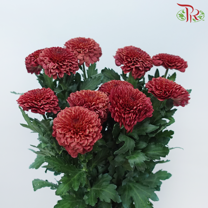 Chrysanthemum Ping Pong Disbud - Dark Red (10 Stems)-Red-China-prflorist.com.my