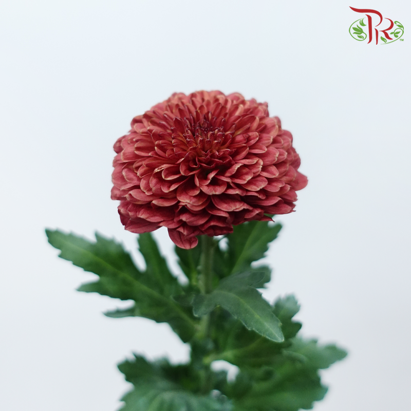 Chrysanthemum Ping Pong Disbud - Dark Red (10 Stems)-Red-China-prflorist.com.my