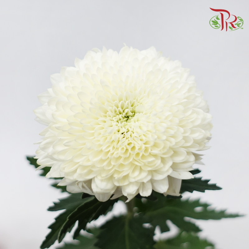 Chrysanthemum Ping Pong Disbud - White (12 Stems)-White-Malaysia-prflorist.com.my