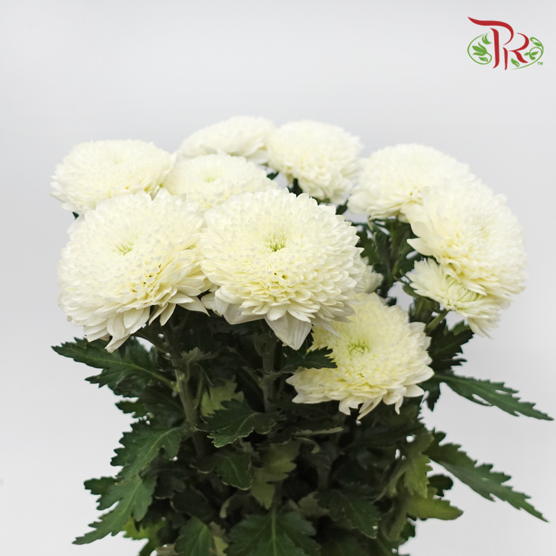Chrysanthemum Ping Pong Disbud - White (12 Stems)-White-Malaysia-prflorist.com.my
