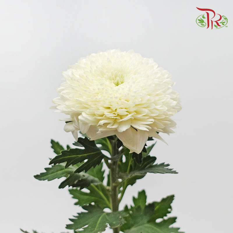 Chrysanthemum Ping Pong Disbud - White (12 Stems)-White-Malaysia-prflorist.com.my