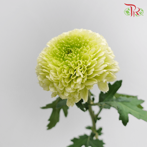 Chrysanthemum Ping Pong - Light Green (12 Stems)-Green-Malaysia-prflorist.com.my