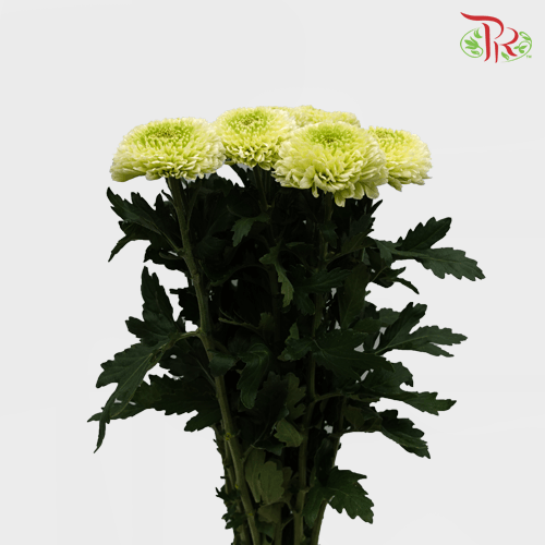 Chrysanthemum Ping Pong - Light Green (12 Stems)-Green-Malaysia-prflorist.com.my