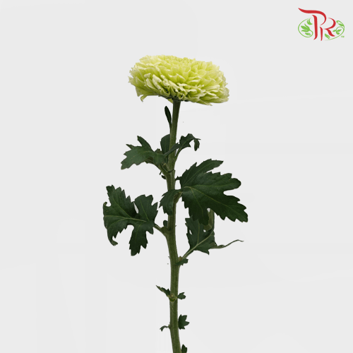 Chrysanthemum Ping Pong - Light Green (12 Stems)-Green-Malaysia-prflorist.com.my