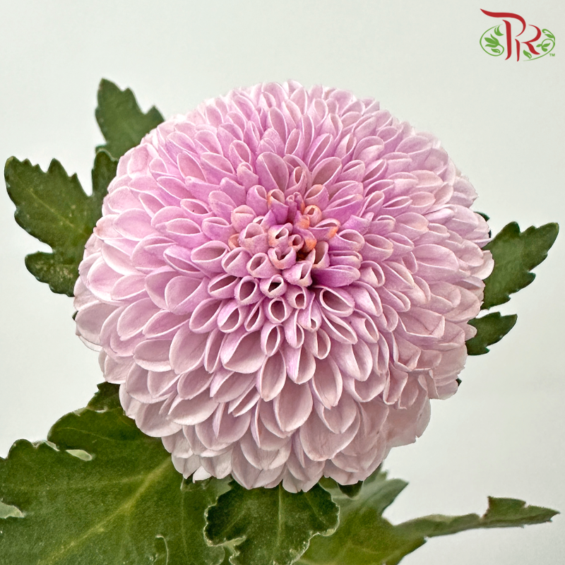 Chrysanthemum Ping Pong - Light Pink (12 Stems)-Light Pink-Malaysia-prflorist.com.my