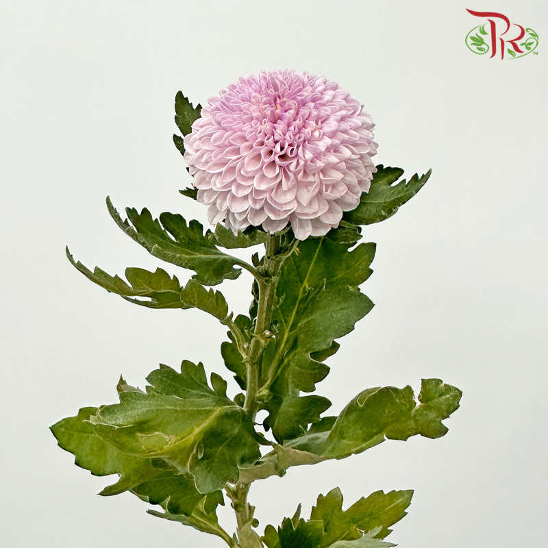 Chrysanthemum Ping Pong - Light Pink (12 Stems)-Light Pink-Malaysia-prflorist.com.my