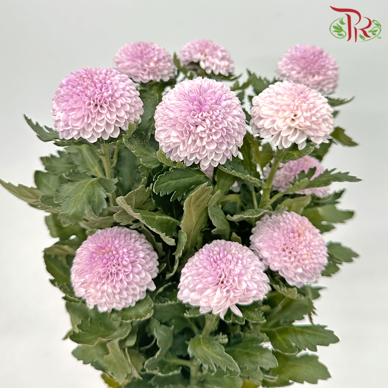 Chrysanthemum Ping Pong - Light Pink (12 Stems)-Light Pink-Malaysia-prflorist.com.my
