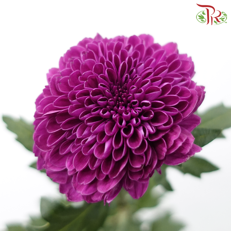 Chrysanthemum Ping Pong - Purple (12 Stems)-Purple-Malaysia-prflorist.com.my
