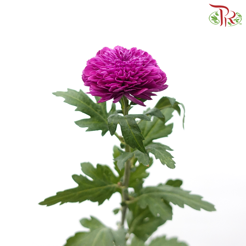 Chrysanthemum Ping Pong - Purple (12 Stems)-Purple-Malaysia-prflorist.com.my