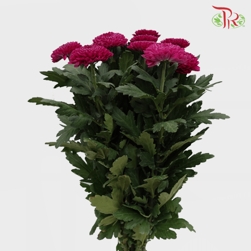 Chrysanthemum Ping Pong - Purple (12 Stems)-Purple-Malaysia-prflorist.com.my