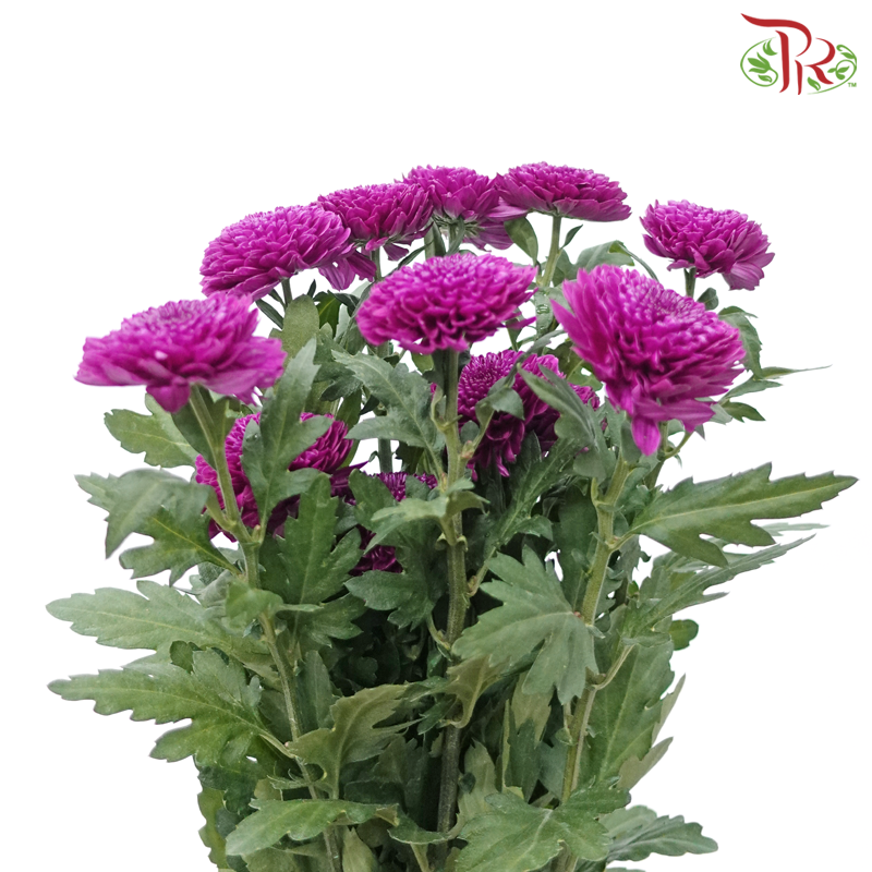 Chrysanthemum Ping Pong - Purple (12 Stems)-Purple-Malaysia-prflorist.com.my
