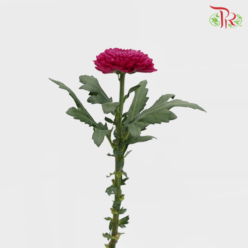 Chrysanthemum Ping Pong - Purple (12 Stems)-Purple-Malaysia-prflorist.com.my