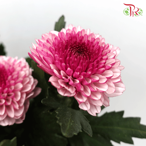 Chrysanthemum Ping Pong - Tone Pink (12 Stems)-Pink-Malaysia-prflorist.com.my
