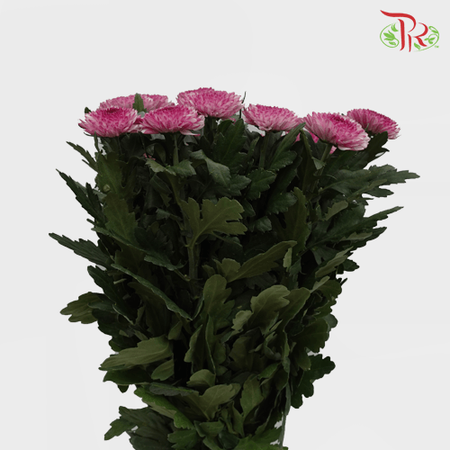Chrysanthemum Ping Pong - Tone Pink (12 Stems)-Pink-Malaysia-prflorist.com.my