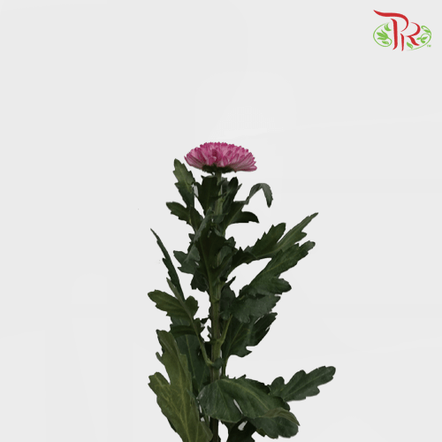 Chrysanthemum Ping Pong - Tone Pink (12 Stems)-Pink-Malaysia-prflorist.com.my