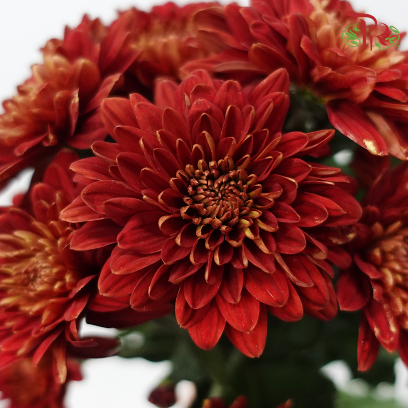 Chrysanthemum Pompom - Baltica Brick Red (12 Stems)-Red-Malaysia-prflorist.com.my