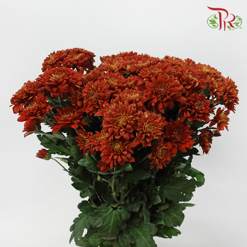 Chrysanthemum Pompom - Baltica Brick Red (12 Stems)-Red-Malaysia-prflorist.com.my