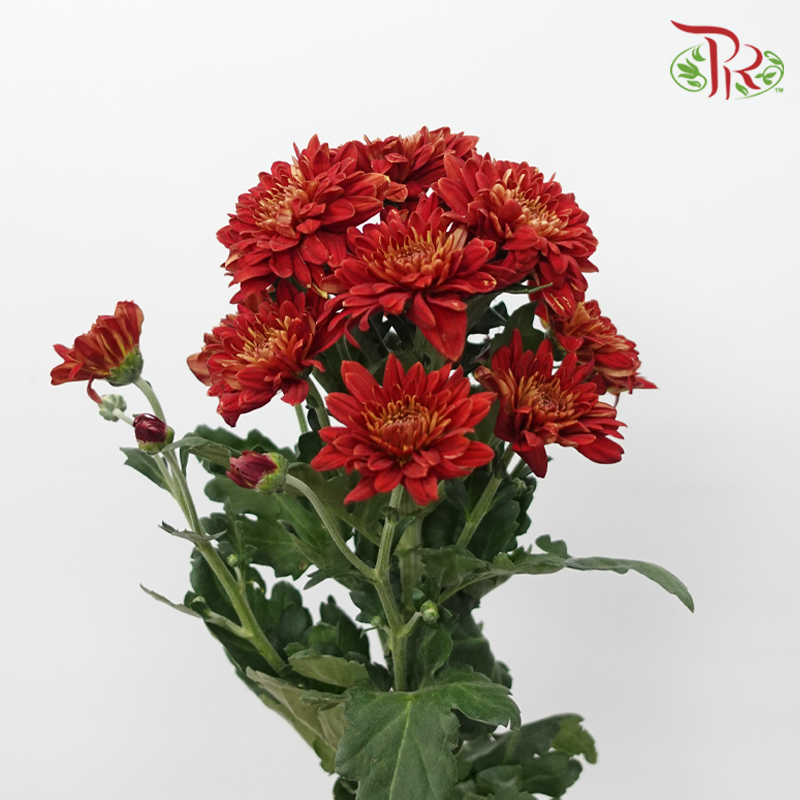 Chrysanthemum Pompom - Baltica Brick Red (12 Stems)-Red-Malaysia-prflorist.com.my