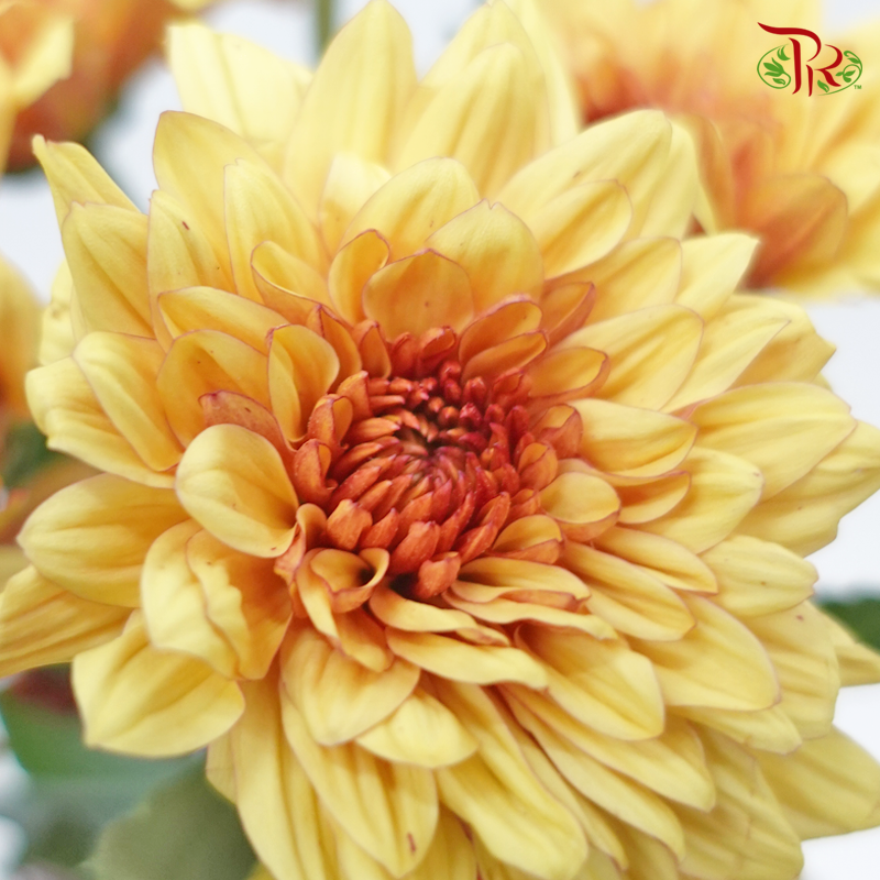 Chrysanthemum Pompom - Baltica Brown (12 Stems)-Brown-Malaysia-prflorist.com.my