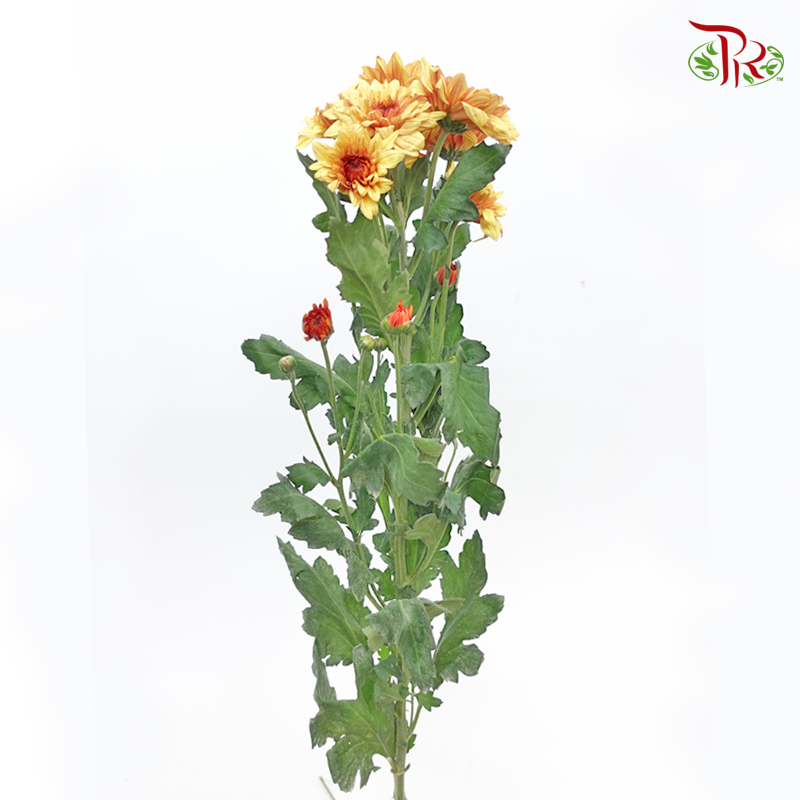 Chrysanthemum Pompom - Baltica Brown (12 Stems)-Brown-Malaysia-prflorist.com.my