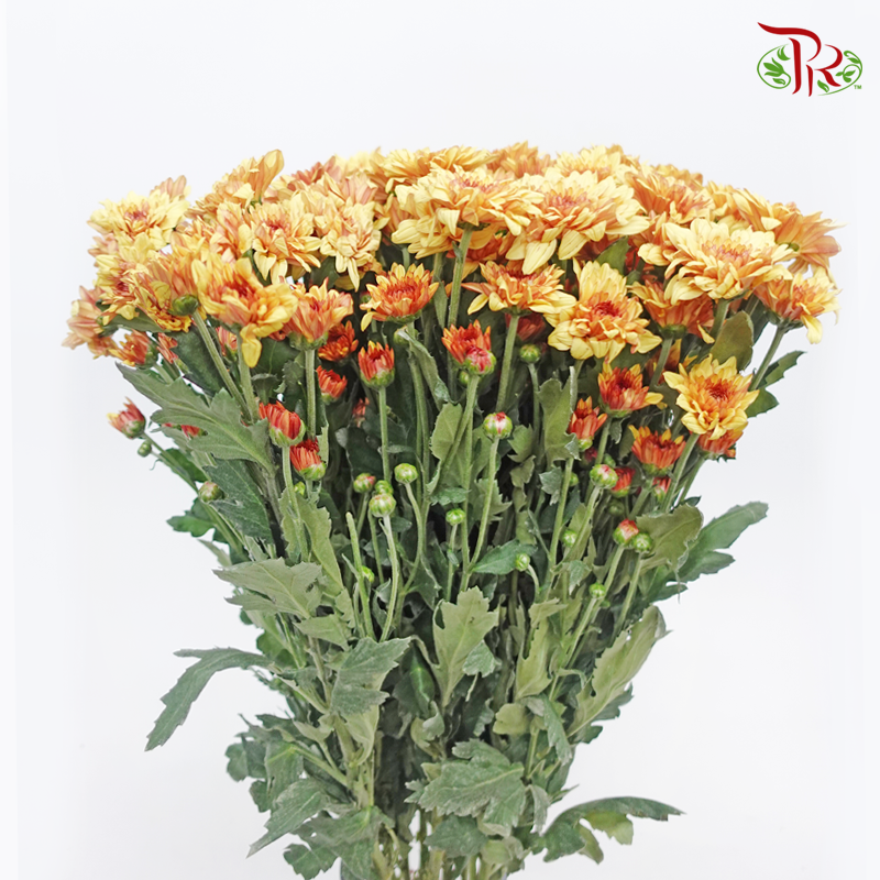 Chrysanthemum Pompom - Baltica Brown (12 Stems)-Brown-Malaysia-prflorist.com.my