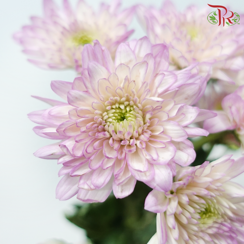 Chrysanthemum Pompom - Baltica Lilac (12 Stems)-Lilac-Malaysia-prflorist.com.my