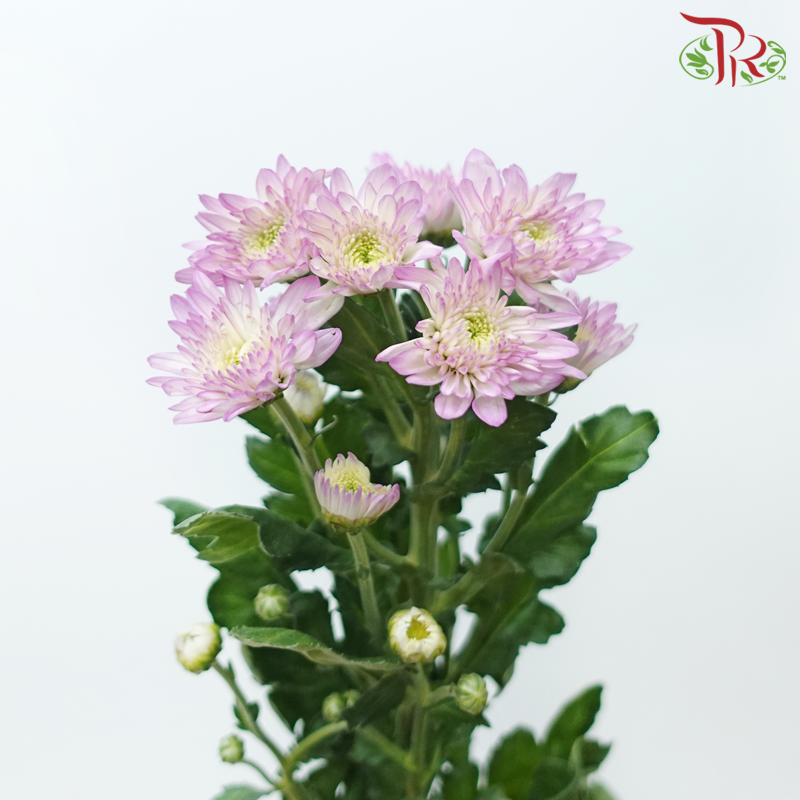 Chrysanthemum Pompom - Baltica Lilac (12 Stems)-Lilac-Malaysia-prflorist.com.my