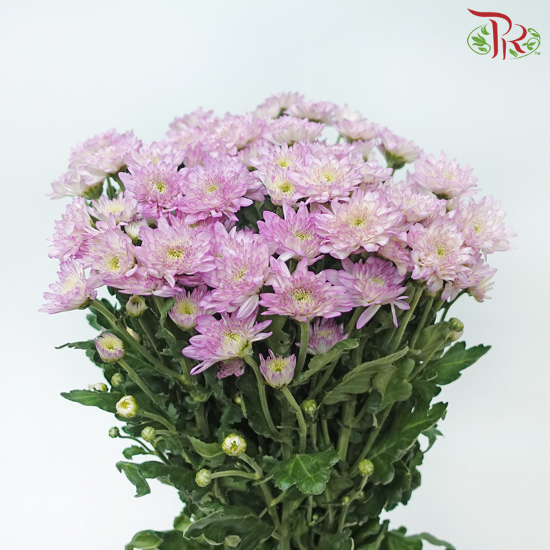 Chrysanthemum Pompom - Baltica Lilac (12 Stems)-Lilac-Malaysia-prflorist.com.my