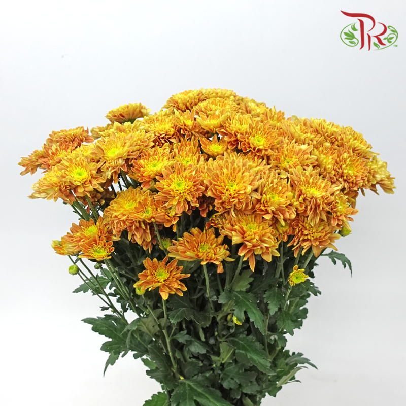 Chrysanthemum Pompom - Baltica Mustard Yellow (12 Stems)-Yellow-Malaysia-prflorist.com.my