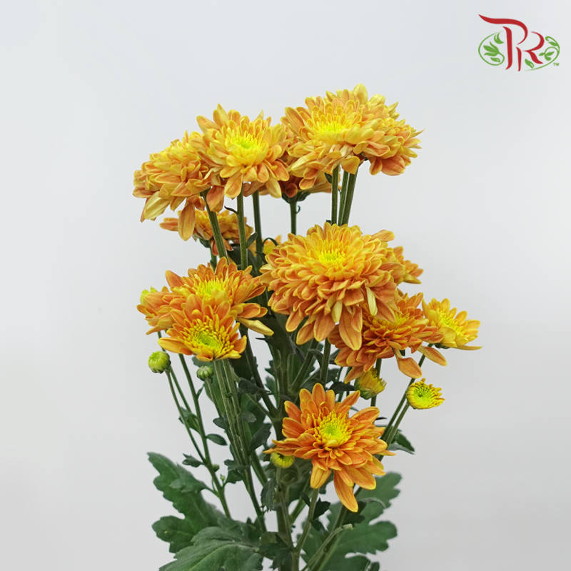Chrysanthemum Pompom - Baltica Mustard Yellow (12 Stems)-Yellow-Malaysia-prflorist.com.my