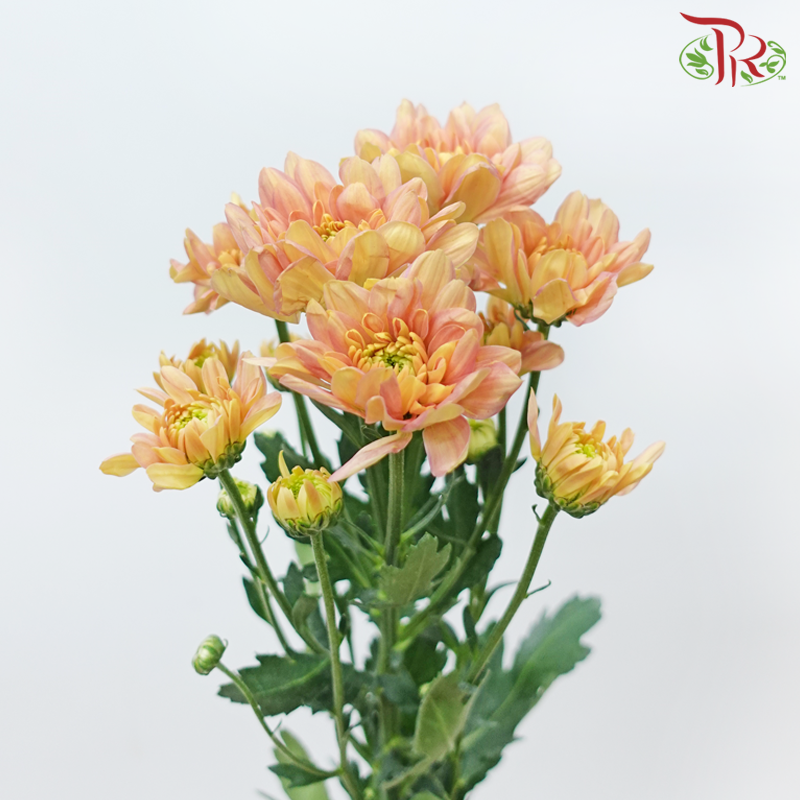 Chrysanthemum Pompom - Baltica Salmon (12 Stems)-Salmon-Malaysia-prflorist.com.my