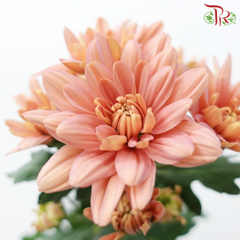 Chrysanthemum Pompom Baltica - Salmon Pink (12 Stems)-Salmon Pink-Malaysia-prflorist.com.my