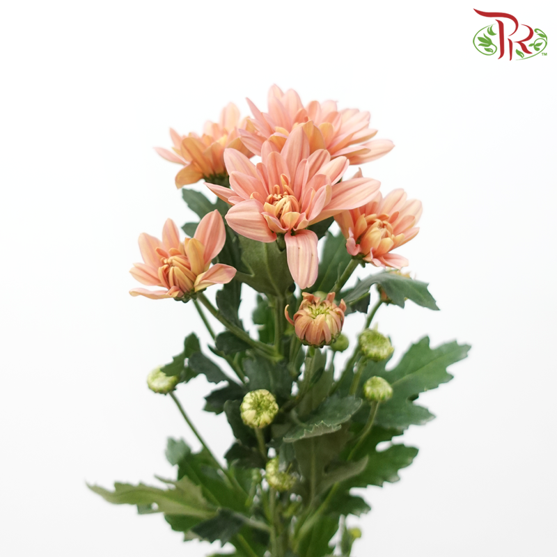 Chrysanthemum Pompom Baltica - Salmon Pink (12 Stems)-Salmon Pink-Malaysia-prflorist.com.my