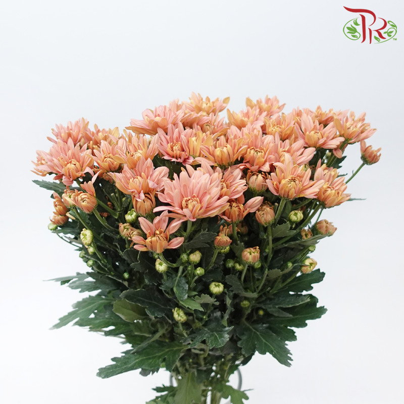 Chrysanthemum Pompom Baltica - Salmon Pink (12 Stems)-Salmon Pink-Malaysia-prflorist.com.my