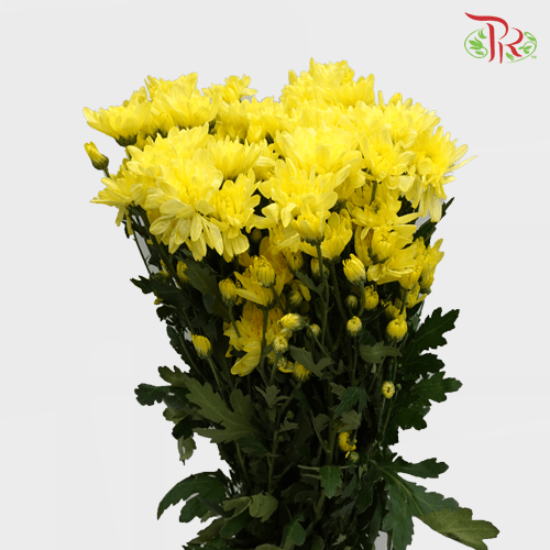 Chrysanthemum Pompom - Baltica Yellow (12 Stems)-Yellow-Malaysia-prflorist.com.my