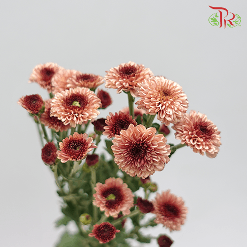 Chrysanthemum Pompom Button - Brown (12 stems)-Brown-Malaysia-prflorist.com.my