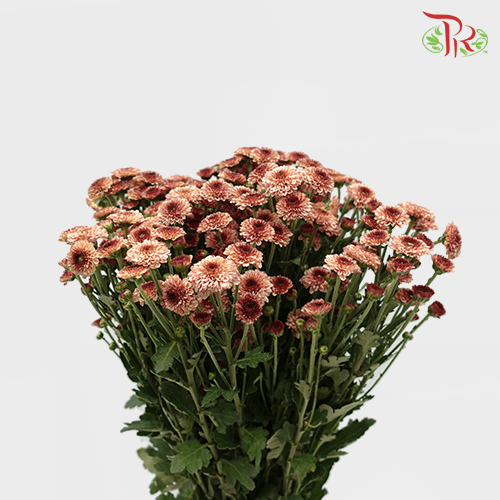 Chrysanthemum Pompom Button - Brown (12 stems)-Brown-Malaysia-prflorist.com.my