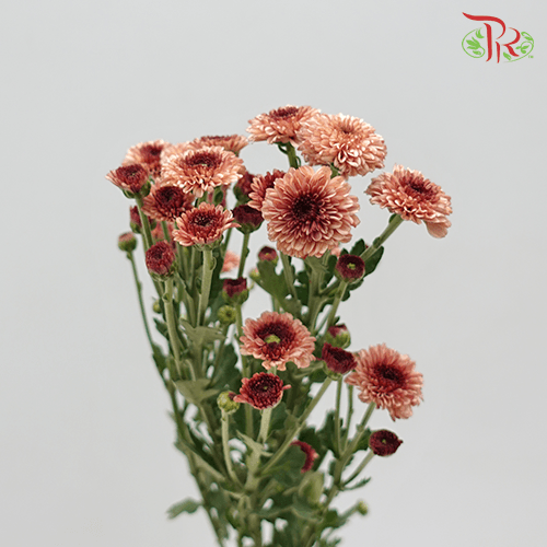 Chrysanthemum Pompom Button - Brown (12 stems)-Brown-Malaysia-prflorist.com.my