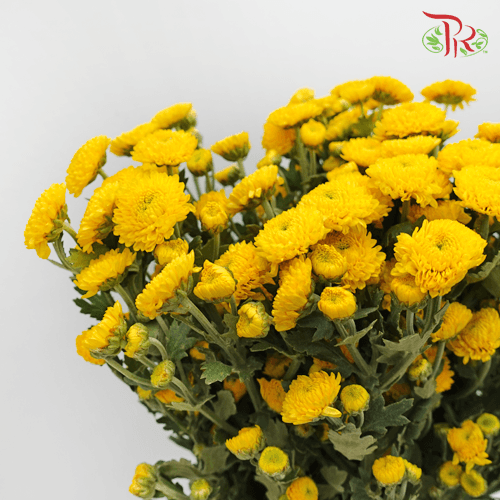 Chrysanthemum Pompom - Button Limoncello Yellow (12 Stems)-Yellow-Malaysia-prflorist.com.my