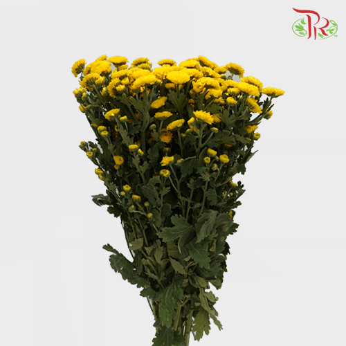 Chrysanthemum Pompom - Button Limoncello Yellow (12 Stems)-Yellow-Malaysia-prflorist.com.my