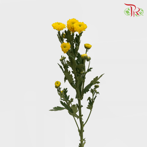 Chrysanthemum Pompom - Button Limoncello Yellow (12 Stems)-Yellow-Malaysia-prflorist.com.my